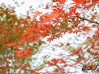 图集 | 荆州浅山森林美术园“枫”景正美