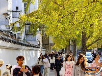 荆州街头银杏金黄 氛围感拉满！