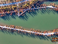 图集 | 樱花谷水杉林迎来最佳观赏期