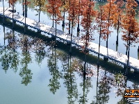 图集 | 樱花谷水杉林迎来最佳观赏期