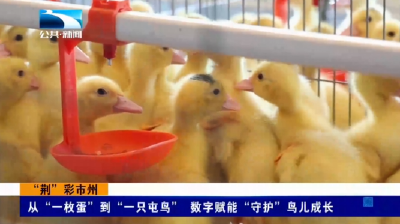 荆”彩市州 | 从“一枚蛋”到“一只屯鸟” 数字赋能“守护”鸟儿成长