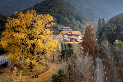 十年长粗20厘米！“华中银杏王”“腰围”刷新