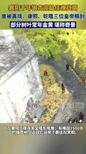 襄阳千年银杏迎最佳观赏期