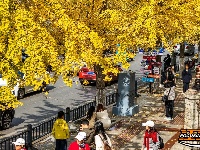 荆州街头银杏金黄 氛围感拉满！