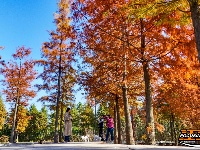 图集 | 樱花谷水杉林迎来最佳观赏期