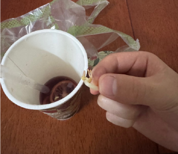 网友在吾饮良品喝出“发芽柠檬”  市监部门已介入调查