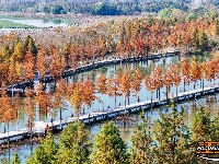 图集 | 樱花谷水杉林迎来最佳观赏期