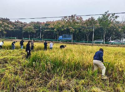 跨镇联学共享丰收！湖北荆门干部走进田间课堂