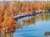 图集 | 樱花谷水杉林迎来最佳观赏期