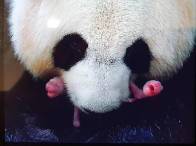 旅法大熊猫“欢欢”“圆仔”平安回国