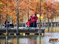 图集 | 樱花谷水杉林迎来最佳观赏期