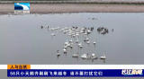 【长江新闻】人与自然｜56只小天鹅齐刷刷飞来越冬 请不要打扰它们
