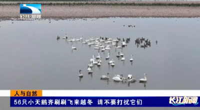 【长江新闻】人与自然｜56只小天鹅齐刷刷飞来越冬 请不要打扰它们