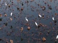 图集 | 枝江金湖，等你来“追鸟”！