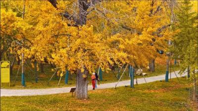 文旅融合绽新颜 | 千年银杏谷激活旅游发展新动能
