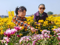 孝感云梦：金秋菊花开 如诗如画引人来