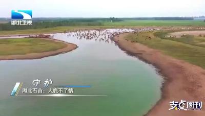 泪目！3300人让出8000亩良田 这是人鹿共生的石首回答