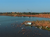 图集 | 枝江金湖，等你来“追鸟”！