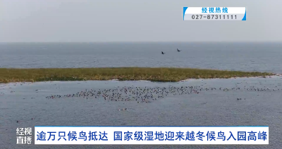 逾万只候鸟抵达  国家级湿地迎来越冬候鸟入园高峰