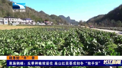 恩施鹤峰：反季种植效益佳 高山红菜薹成初冬“抢手货” 