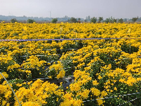 孝感云梦：金秋菊花开 如诗如画引人来