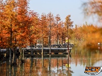 图集 | 樱花谷水杉林迎来最佳观赏期