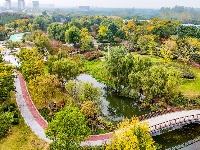 图集丨银杏上金妆！ 荆州纪南文旅区限定款秋色上线