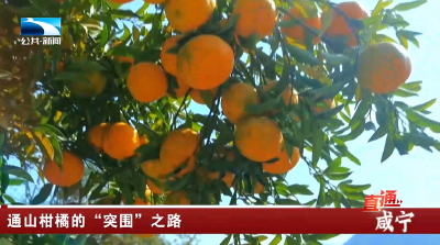 通山柑橘的“突围”之路