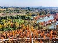 图集 | 樱花谷水杉林迎来最佳观赏期