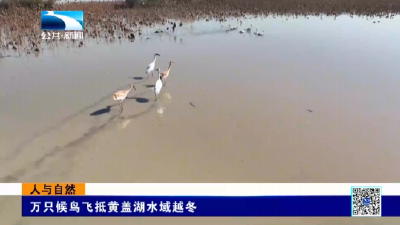 人与自然｜万只候鸟飞抵黄盖湖水域越冬
