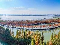 图集 | 樱花谷水杉林迎来最佳观赏期