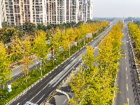 图集丨银杏上金妆！ 荆州纪南文旅区限定款秋色上线