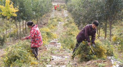 湖北南漳：3.7万亩野菊花，绽放“美丽经济”！