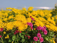 孝感云梦：金秋菊花开 如诗如画引人来