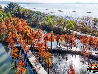 图集 | 樱花谷水杉林迎来最佳观赏期