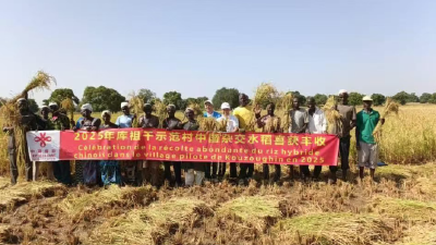 亩产翻倍！潜江人在非洲种出中国“味道”