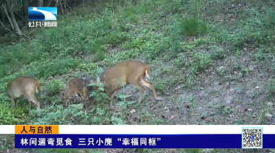 人与自然 | 林间遛弯觅食 三只小麂“幸福同框”