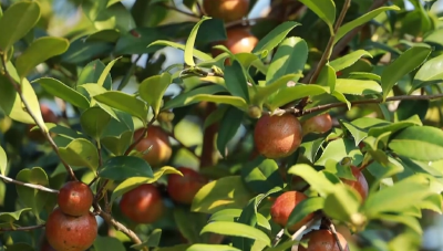 咸宁通城：32万亩油茶开采 奏响“丰收交响曲”