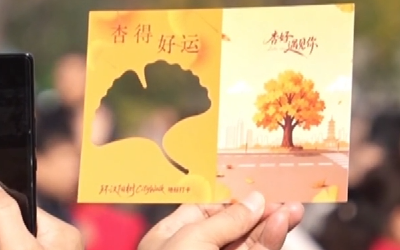 546岁的它过生日！武汉汉阳树迎来最佳观赏期