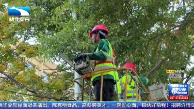 实地探访+亲手体验 揭秘武汉树木冬养秘籍