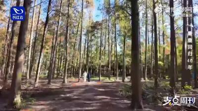 江苏大丰，是麋鹿回归中国后的又一个重要家园