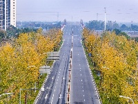 图集丨银杏上金妆！ 荆州纪南文旅区限定款秋色上线