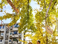 荆州街头银杏金黄 氛围感拉满！