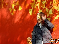 荆州街头银杏金黄 氛围感拉满！