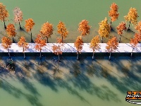 图集 | 樱花谷水杉林迎来最佳观赏期