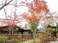 图集 | 荆州浅山森林美术园“枫”景正美