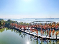 图集 | 樱花谷水杉林迎来最佳观赏期