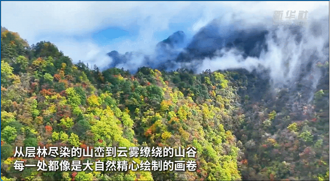 湖北神农架：层林尽染 多彩秋色扮靓“华中屋脊”