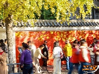 荆州街头银杏金黄 氛围感拉满！