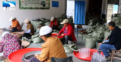 恩施来凤：打造黑稻产业 开创增收新路子